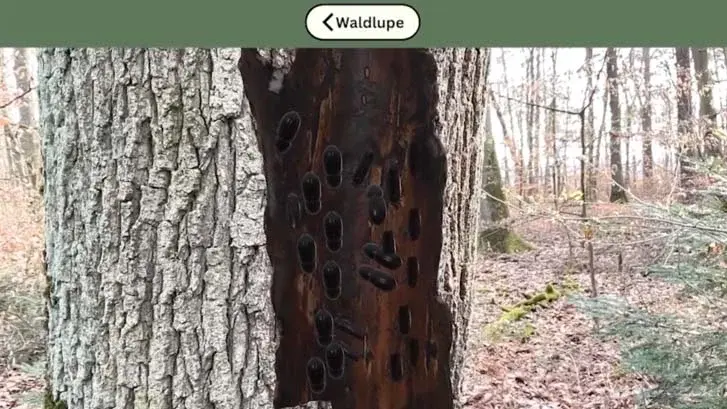 Die VR-App Waldlupe zeigt, was sich unter der Rinde eines Baumes verbirgt.